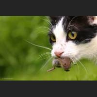Hauskatze, Cat 41.jpg