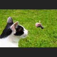 Hauskatze, Cat 42.jpg