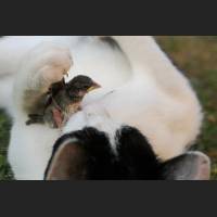Hauskatze, Cat 45.jpg