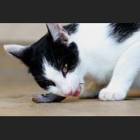 Hauskatze, Cat 46.jpg