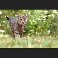 Hauskatze, Cat 48.jpg