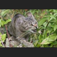 Hauskatze, Cat 49.jpg