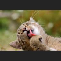Hauskatze, Cat 50.jpg