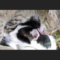 Hauskatze, Cat 51.jpg