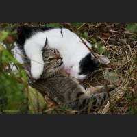 Hauskatze, Cat 53.jpg