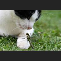 Hauskatze, Cat 54.jpg