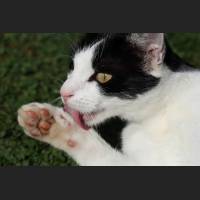 Hauskatze, Cat 55.jpg