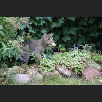 Hauskatze, Cat 56.jpg