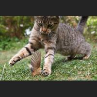 Hauskatze, Cat 57.jpg