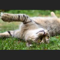 Hauskatze, Cat 58.jpg