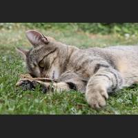 Hauskatze, Cat 59.jpg