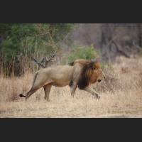 001 Afrikanischer Loewe, African Lion, South Africa .jpg