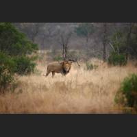 002 Afrikanischer Loewe, African Lion, South Africa .jpg