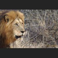 004 Afrikanischer Loewe, African Lion, South Africa .jpg