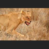 005 Afrikanische Loewin, African Lioness, South Africa .jpg