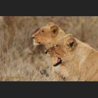 006 Afrikanische Loewinen, African Lionesses, South Africa .jpg