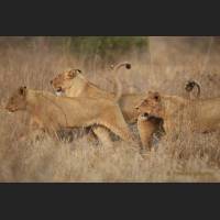 007 Afrikanische Loewinen, African Lionesses, South Africa .jpg