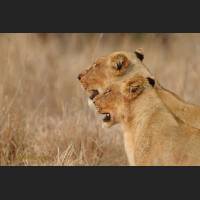 008 Afrikanische Loewinen, African Lionesses, South Africa .jpg