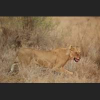 009 Afrikanische Loewin, African Lioness, South Africa .jpg