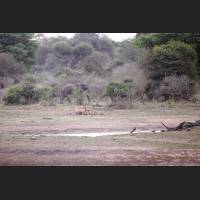 010 Afrikanische Loewen, African Lions, South Africa .jpg
