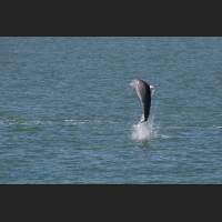 001 - Jump 1, Grosser Tuemler, Common bottlenose dolphin, Tampa Bay, Florida.jpg