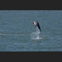 002 - Jump 1, Grosser Tuemler, Common bottlenose dolphin, Tampa Bay, Florida.jpg