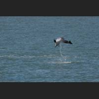 003 - Jump 1, Grosser Tuemler, Common bottlenose dolphin, Tampa Bay, Florida.jpg