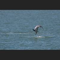 004 - Jump 1, Grosser Tuemler, Common bottlenose dolphin, Tampa Bay, Florida.jpg