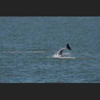 005 - Jump 1, Grosser Tuemler, Common bottlenose dolphin, Tampa Bay, Florida.jpg