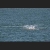 006 - Jump 1, Grosser Tuemler, Common bottlenose dolphin, Tampa Bay, Florida.jpg