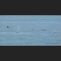 007 Grosser Tuemler, Common bottlenose dolphin, Tampa Bay, Florida.jpg