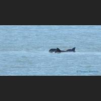 008 Grosser Tuemler, Common bottlenose dolphin, Tampa Bay, Florida.jpg