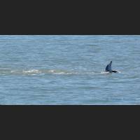 009 Grosser Tuemler, Common bottlenose dolphin, Tampa Bay, Florida.jpg