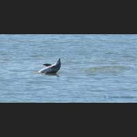 010Grosser Tuemler, Common bottlenose dolphin, Tampa Bay, Florida.jpg