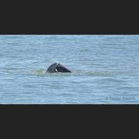 011 Grosser Tuemler, Common bottlenose dolphin, Tampa Bay, Florida.jpg