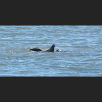 012 Grosser Tuemler, Common bottlenose dolphin, Tampa Bay, Florida.jpg