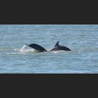 013 Grosser Tuemler, Common bottlenose dolphin, Tampa Bay, Florida.jpg