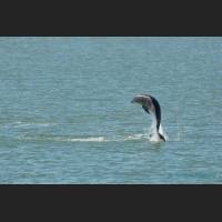 014 - Jump 2, Grosser Tuemler, Common bottlenose dolphin, Tampa Bay, Florida.jpg