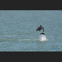 015 - Jump 2, Grosser Tuemler, Common bottlenose dolphin, Tampa Bay, Florida.jpg
