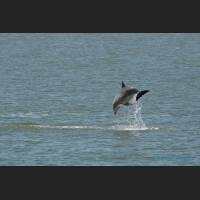 016 - Jump 2, Grosser Tuemler, Common bottlenose dolphin, Tampa Bay, Florida.jpg