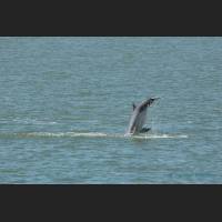 017 - Jump 2, Grosser Tuemler, Common bottlenose dolphin, Tampa Bay, Florida.jpg