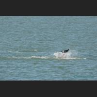 018 - Jump 2, Grosser Tuemler, Common bottlenose dolphin, Tampa Bay, Florida.jpg