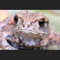 004 Frosch.jpg