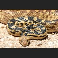006 Bullennatter, Gopher Snake, Mojave, California.jpg