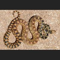 007 Bullennatter, Gopher Snake, Mojave, California.jpg
