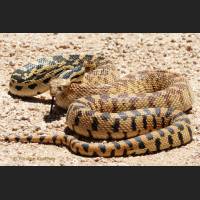 008 Bullennatter, Gopher Snake, Mojave, California.jpg
