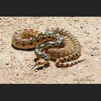 009 Bullennatter, Gopher Snake, Mojave, California.jpg
