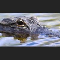 Alligator, American Alligator, Florida, 001.jpg