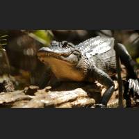 Alligator, American Alligator, Florida, 002.jpg