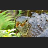 Alligator, American Alligator, Florida, 003.jpg